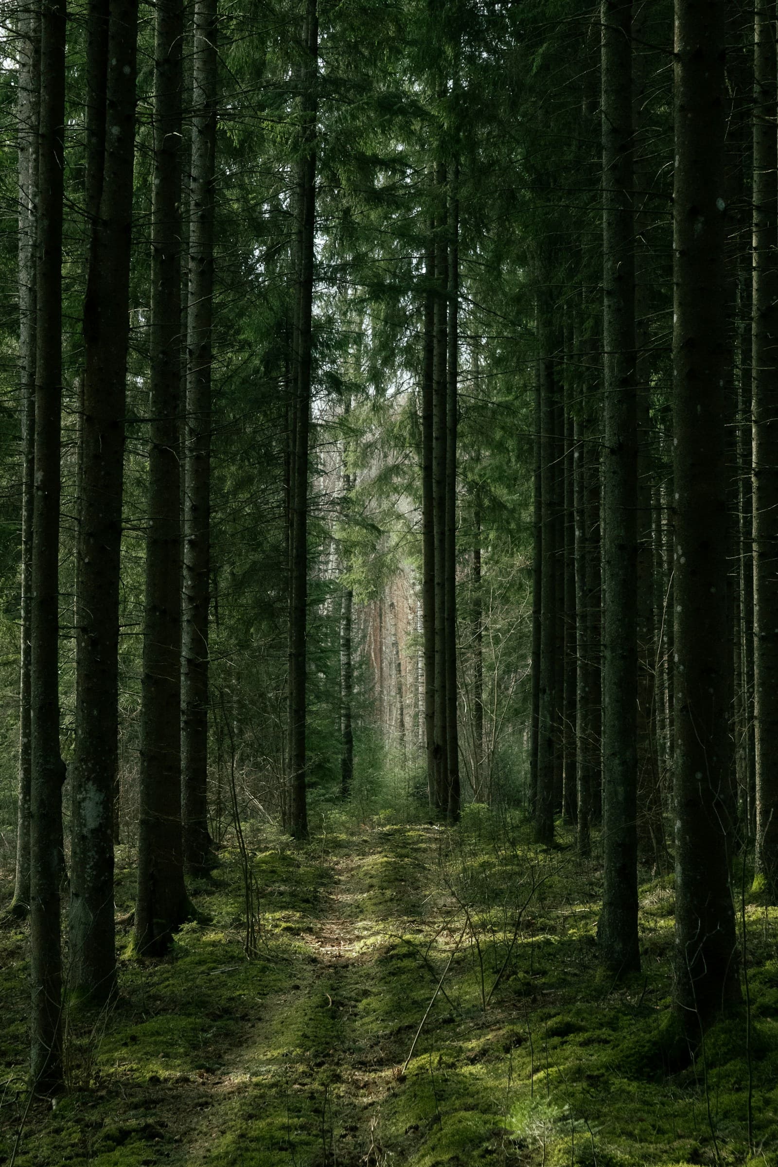 Sunlight on a quiet forest path