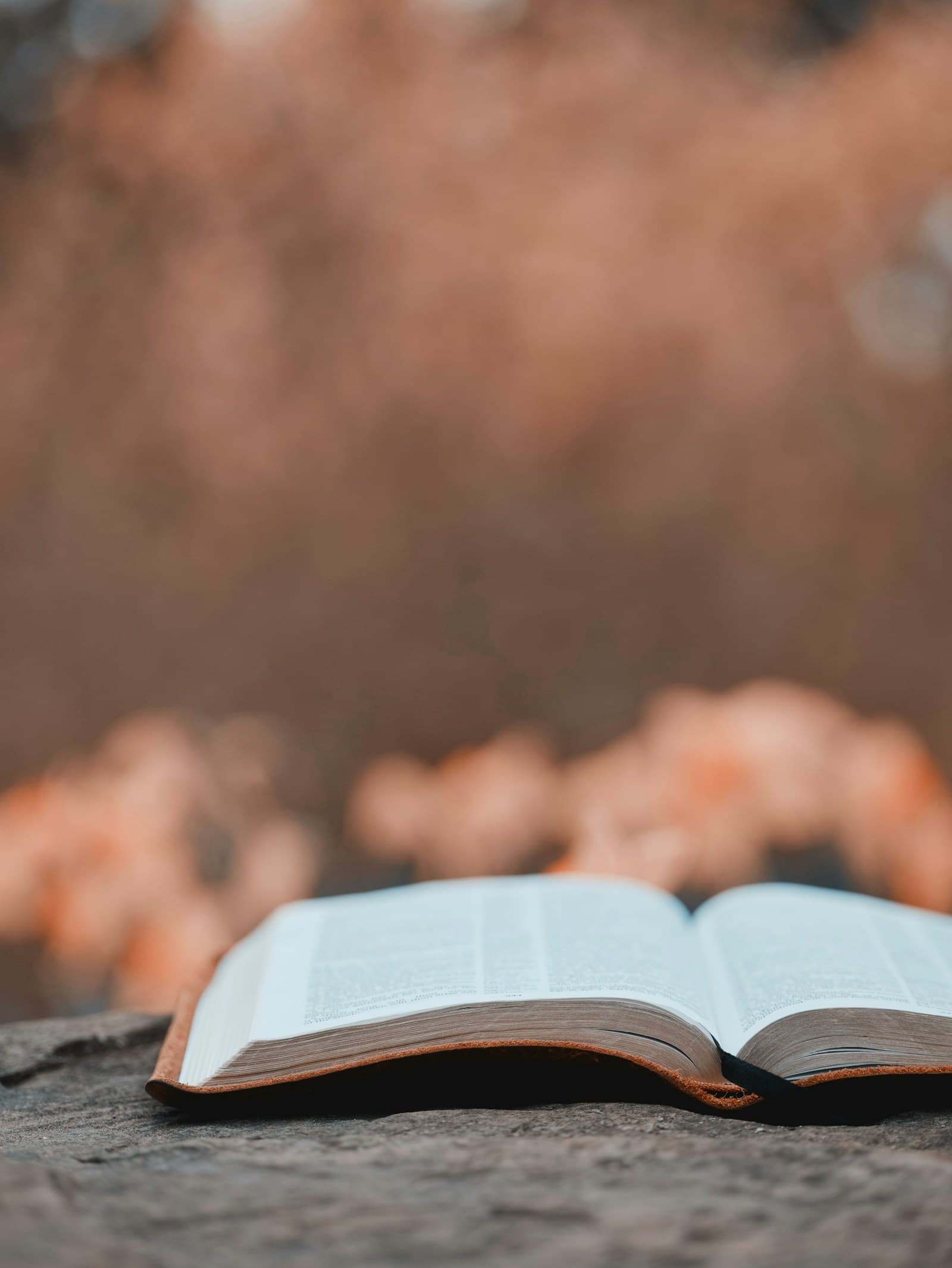 Open Bible in soft outdoor light