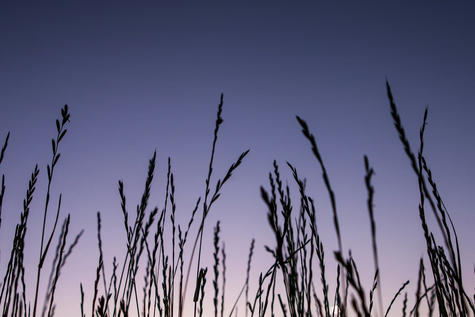 Wheat field at sunset